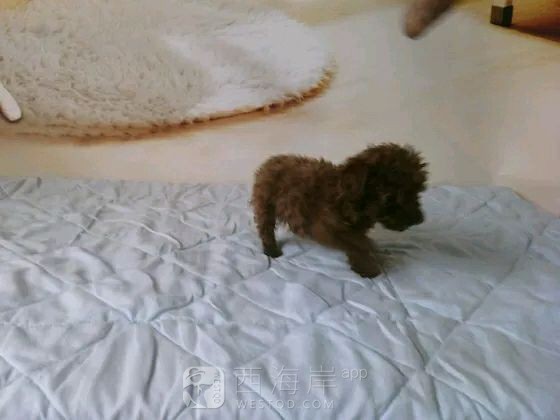 [宠物乐园]都来说说各位吧友们都喜欢什么品种的狗狗