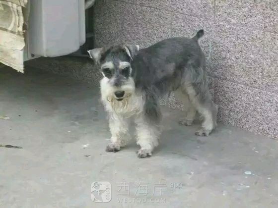 [宠物乐园]都来说说各位吧友们都喜欢什么品种的狗狗
