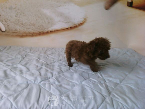 [宠物乐园]都来说说各位吧友们都喜欢什么品种的狗狗