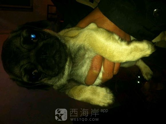 [宠物乐园]都来说说各位吧友们都喜欢什么品种的狗狗