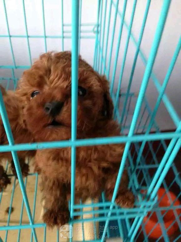 [宠物乐园]都来说说各位吧友们都喜欢什么品种的狗狗