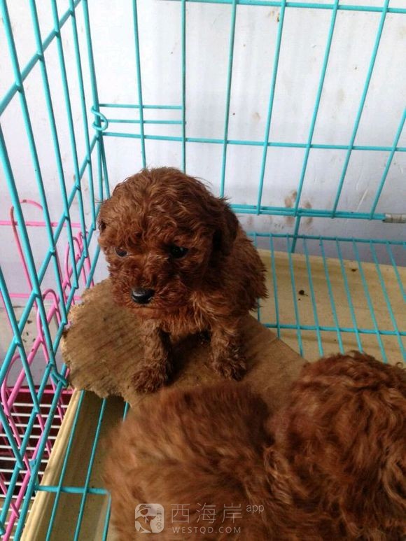 [宠物乐园]都来说说各位吧友们都喜欢什么品种的狗狗