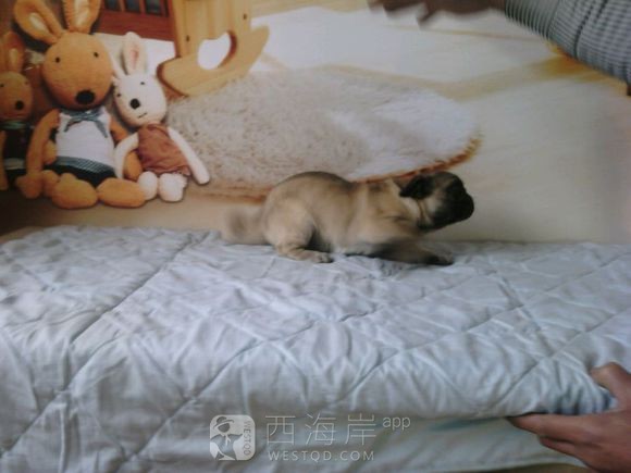 [宠物乐园]都来说说各位吧友们都喜欢什么品种的狗狗