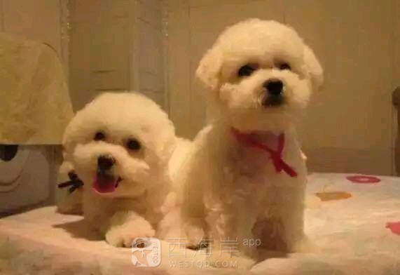 [宠物乐园]都来说说各位吧友们都喜欢什么品种的狗狗
