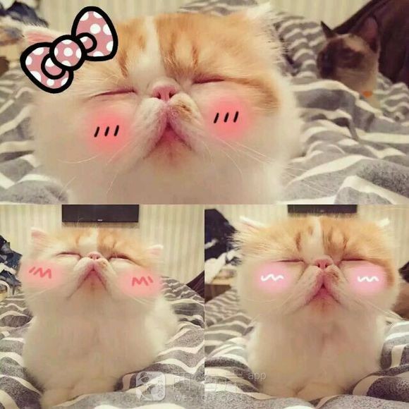 有没有知道的，吧友们。