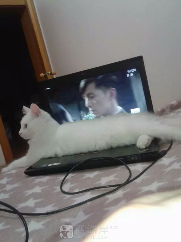 10个月大白色猫咪求领养，疫苗已经打过，送全套猫咪用品，对她好