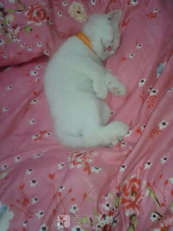 10个月大白色猫咪求领养，疫苗已经打过，送全套猫咪用品，对她好