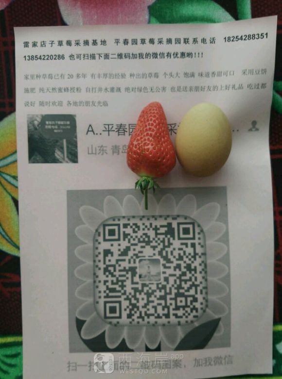 开园啦黄岛区红石崖雷家店子草莓采摘