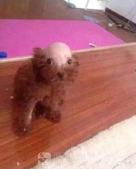 有没有喜欢狗狗?哒，晒出你们哒萌宝