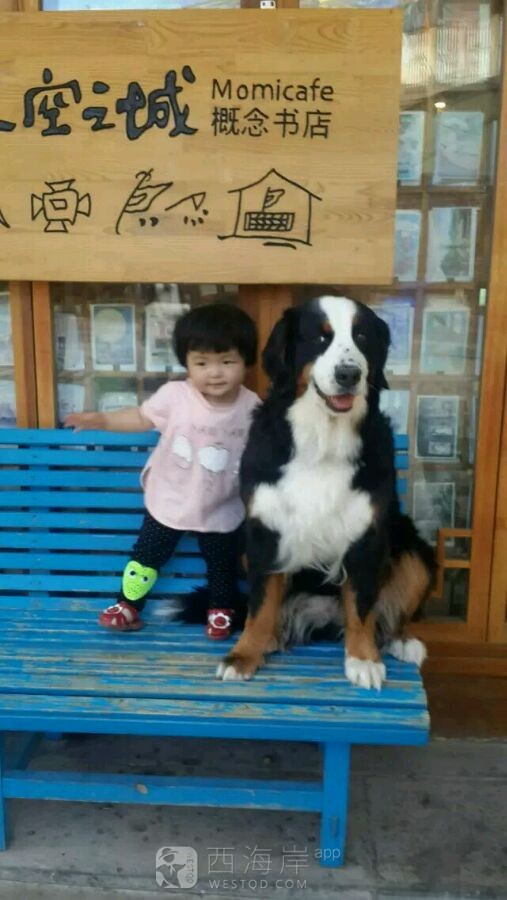 有没有喜欢狗狗?哒，晒出你们哒萌宝