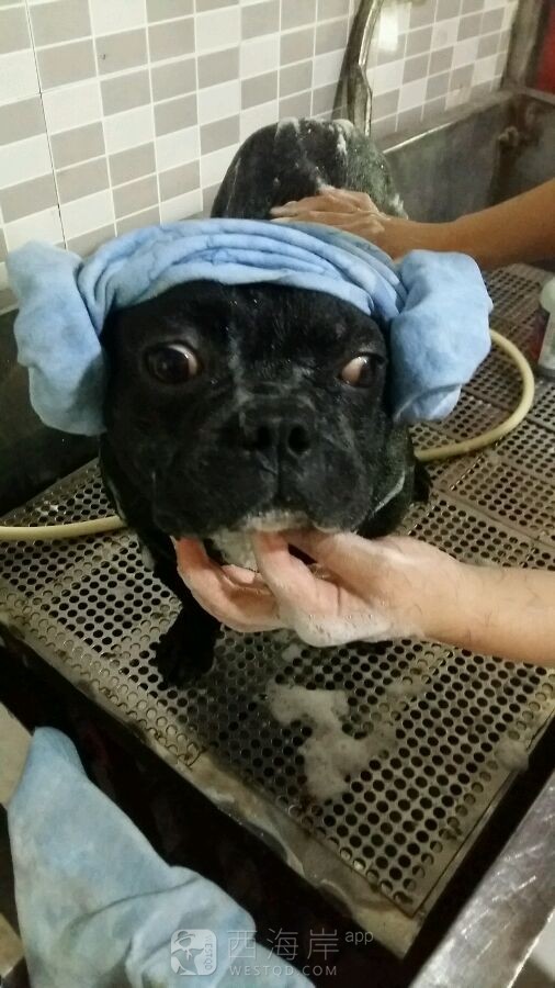 有没有喜欢狗狗?哒，晒出你们哒萌宝