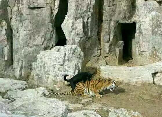 这群野狗都养肥了，准备吃了