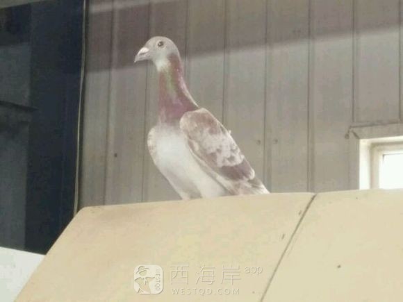 谁家的信鸽。有编号。