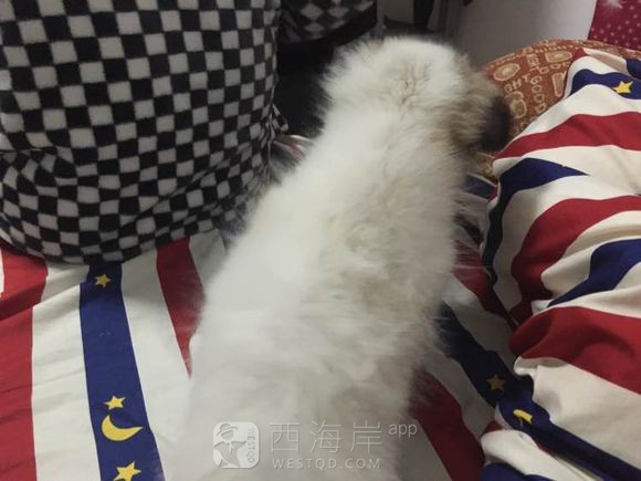 找个好心人