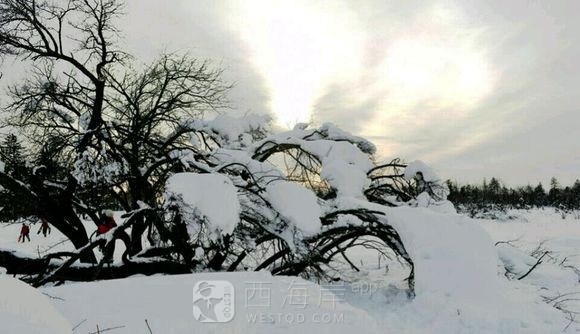 [旅游摄影]北国风光  水墨乡村（雪村松岭）