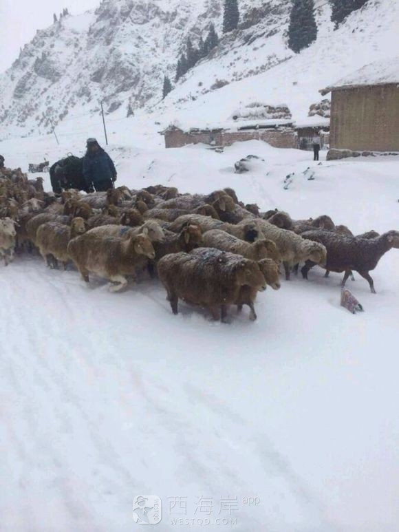 [生活杂谈]无奈之下…