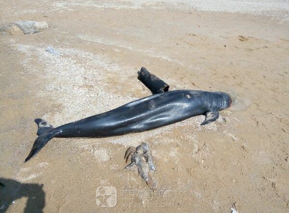 西环岛前沙滩发现搁浅海豚?