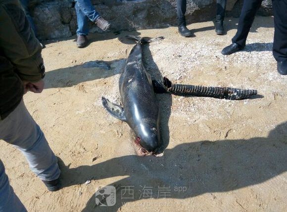 西环岛前沙滩发现搁浅海豚?