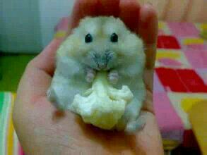 [生活杂谈]打算买个iPad，买个啥样的好呢