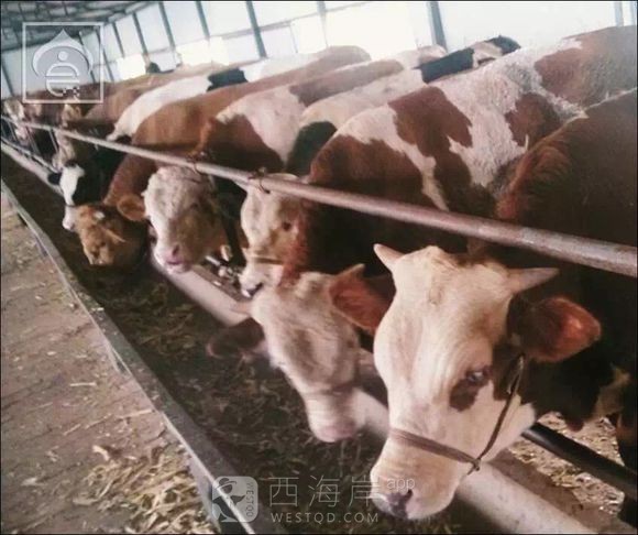 [生活杂谈]清真佳穆牛肉干