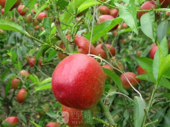 [生活杂谈]山东聊城冠县油桃已经上市欢迎咨