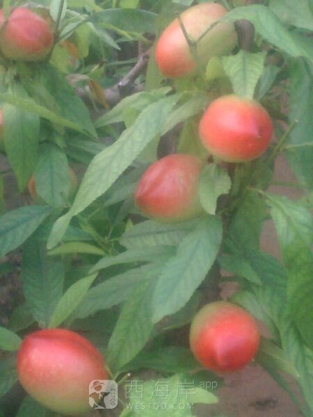 [生活杂谈]山东聊城冠县油桃已经上市欢迎咨