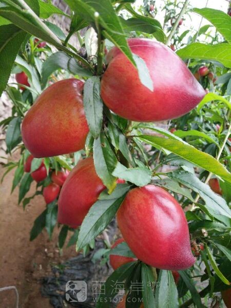 [生活杂谈]山东聊城冠县油桃已经上市欢迎咨