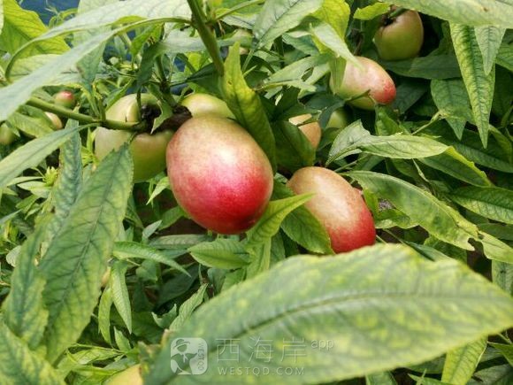 [生活杂谈]山东聊城冠县油桃已经上市欢迎咨