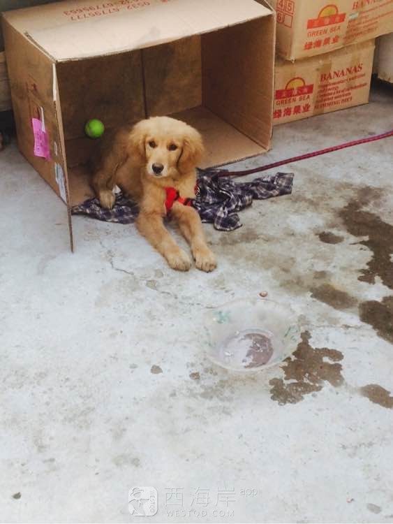 有要金毛的么？