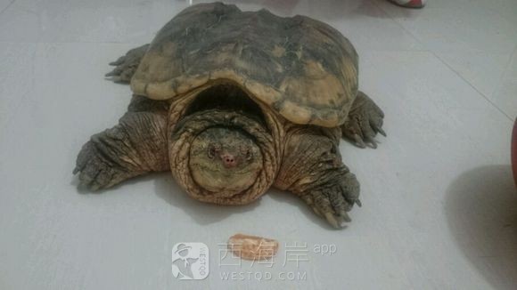 这是什么动物？