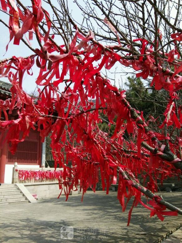 贴吧抢楼赢的票，琅琊台半日游