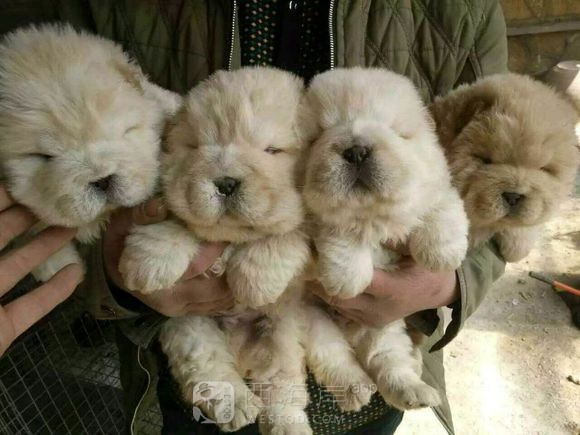 自己家养的狗狗有喜欢的吗？