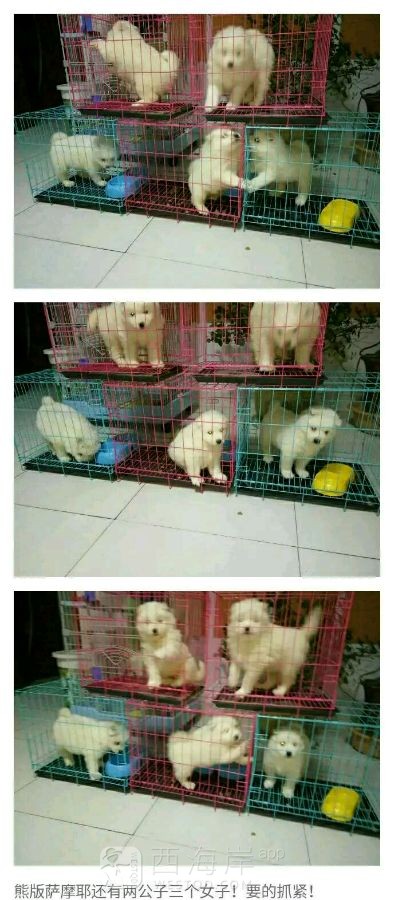 自己家养的狗狗有喜欢的吗？