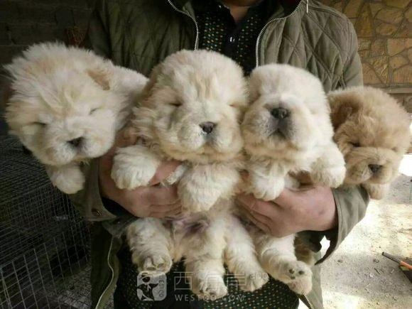 自己家养的狗狗有喜欢的吗？