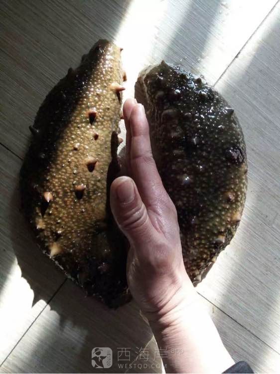 野生动物 观赏观赏