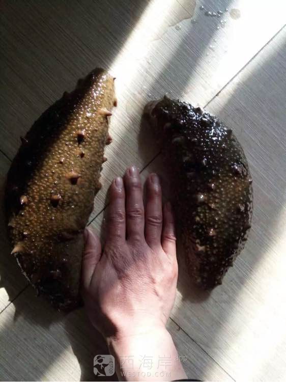 野生动物 观赏观赏