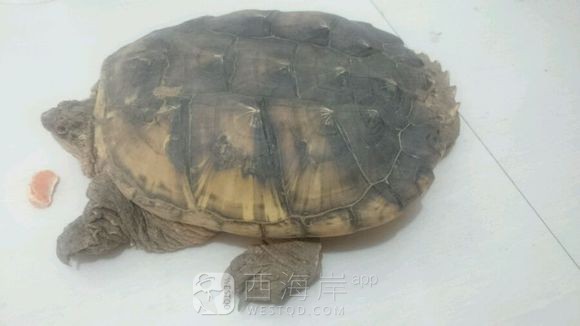 这个去哪里卖？