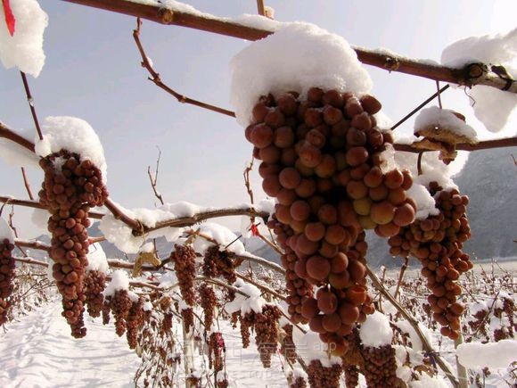 这样的葡萄你们见过吗？