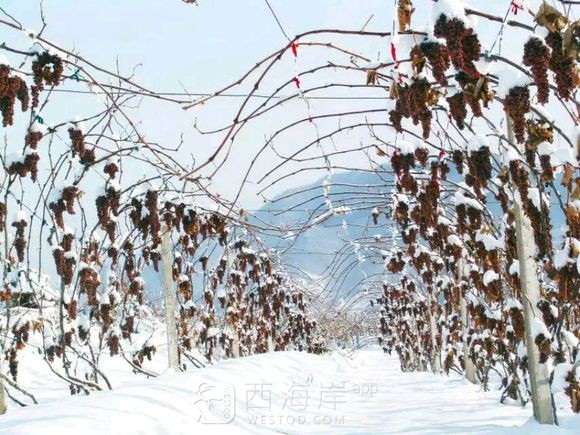 这样的葡萄你们见过吗？