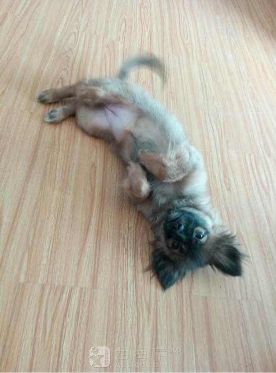 狗狗还是送送送……