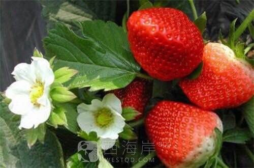 摘草莓了