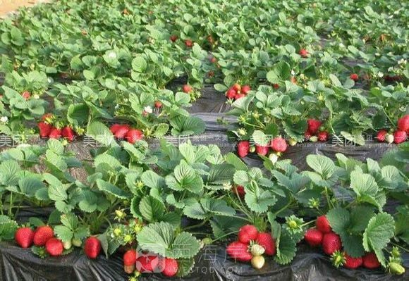 摘草莓了