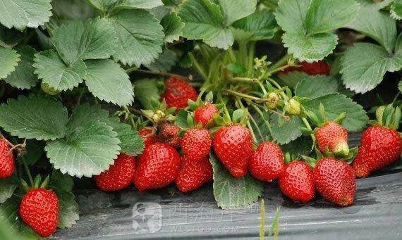 摘草莓了