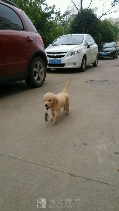 寻金毛一只
