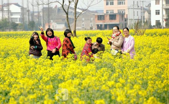 周末有没有一起去看油菜花的朋友