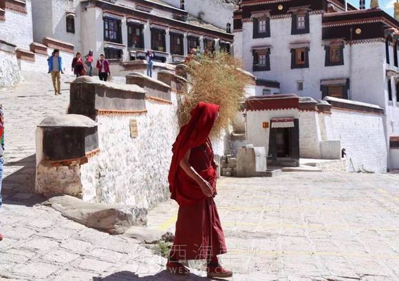 [旅游摄影]一花一世界   一叶一菩提 （西藏行 转）