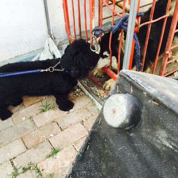 [宠物乐园]黄岛有木有可卡犬啊？