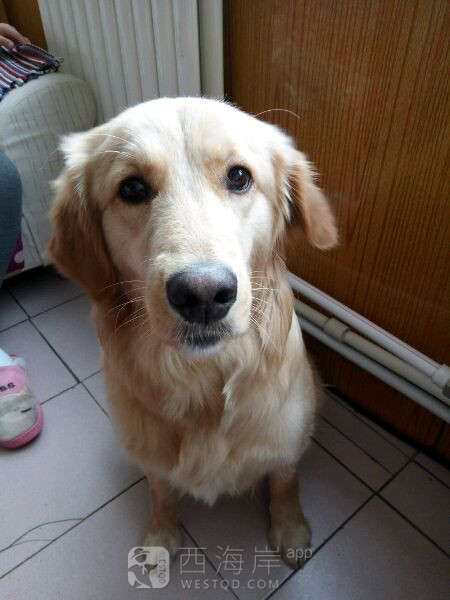 送狗狗！