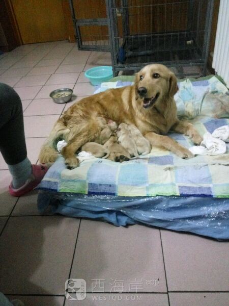 送狗狗！