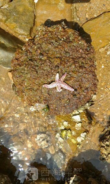 今天很幸运，幸运星